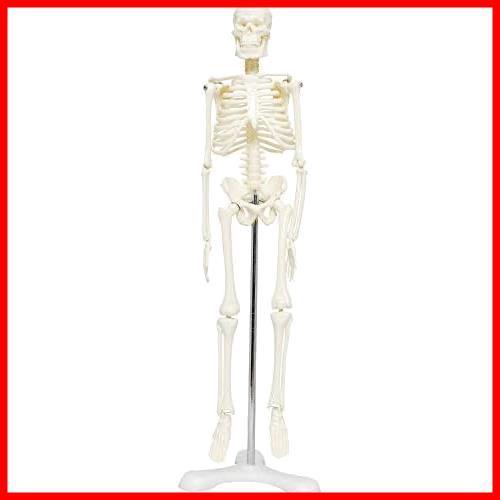 人体骨格標本の値段と価格推移は？｜39件の売買情報を集計した人体骨格 ...