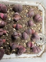 多肉植物 リトープス メセン 紫帝玉　数量限定_画像2