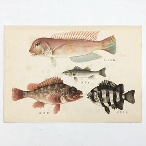 【多色刷石版画】 鯛ほか　スズキ、カサゴ、シマダイ、アマダイ　　博物画　魚類　生物　日本　戦前　h1y2