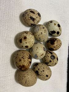 格安スタート ナミウズラ 並うずら 有精卵 うずらの卵 10個セット ヒナ 売り切り