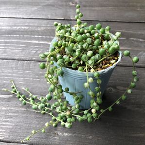 多肉植物 斑入りグリーンネックレス