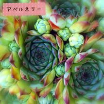 アベルネリー １つセンペルビウム多肉植物_画像1