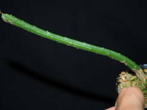 稀代の森林性サボテン Selenicereus inermis ssp. wercklei 【 ドラゴンフルーツ 月下美人 孔雀サボテン着生植物 多肉 珍奇植物