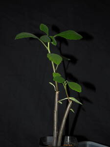 珍種ドルステニア hildebrandtii 変種 schlechteri （Dorstenia 観葉植物 多肉植物 塊茎 塊根 珍奇植物