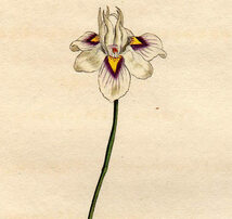 1804年 手彩色 銅版画 Curtis Botanical Magazine No.759 アヤメ科 モラエア属 Moraea crispa_画像2