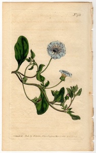 1804年 手彩色 銅版画 Curtis Botanical Magazine No.731 ナス科 ノラナ属 Nolana prostrata