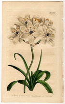 1804年 手彩色 銅版画 Curtis Botanical Magazine No.728 キジカクシ科 オオアマナ属 Ornithogalum arabicum_画像1