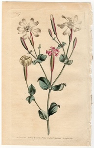 1805年 手彩色 銅版画 Curtis Botanical Magazine No.807 ナデシコ科 マンテマ属 Silene chloraefolia