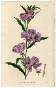 1828年 手彩色 銅版画 Curtis Botanical Magazine No.2873 アカバナ科 サンジソウ属 Oenothera viminea