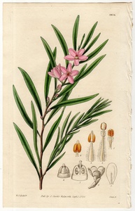 1828年 手彩色 銅版画 Curtis Botanical Magazine No.2854 ミカン科 エリオステモン属 Eriostemon salicifolius