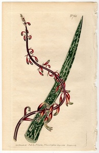 1804年 手彩色 銅版画 Curtis Botanical Magazine No.765 ツルボラン科 アロエ属 Aloe maculata 多肉植物