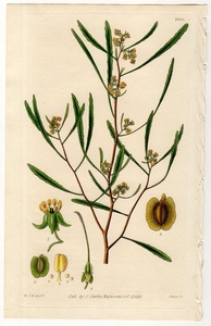 1828年 手彩色 銅版画 Curtis Botanical Magazine No.2860 ムクロジ科 ハウチワノキ属 ハウチワノキ Dodonaea attenuata(Mas.)