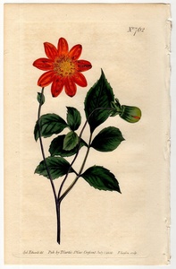 1804年 手彩色 銅版画 Curtis Botanical Magazine No.762 キク科 ダリア属 ヒグルマダリア Dahlia coccinea