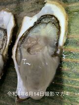 九十九島かき　9キロ（滅菌処理済み）　真牡蠣　殻付き牡蠣（8〜11個/kg）　　在庫一掃_画像4