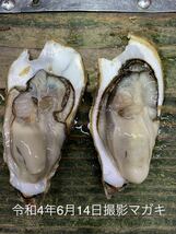 九十九島かき　9キロ（滅菌処理済み）真牡蠣　殻付き牡蠣（8〜11個/kg）　在庫処分_画像5