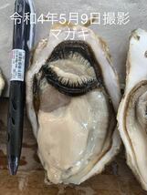 九十九島かき　9キロ（滅菌処理済み）真牡蠣　殻付き牡蠣（8〜11個/kg）　在庫処分_画像4