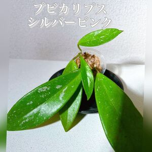 ホヤ プビカリプスシルバーピンク