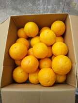 ②バレンシアオレンジ(ご家庭用)　LL５kg（箱込み）　和歌山県下津産_画像1