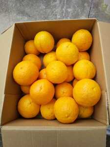 ②バレンシアオレンジ(ご家庭用)　LL５kg（箱込み）　和歌山県下津産