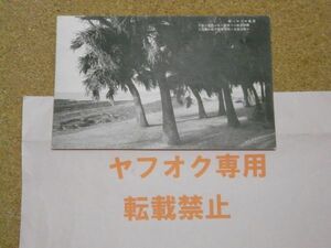 戦前絵葉書 宮崎県　青島のビロー樹