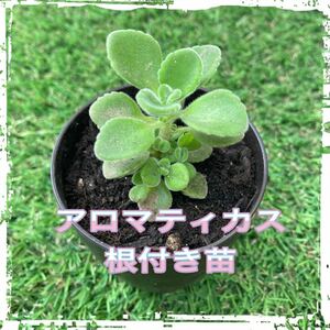 多肉植物☆アロマティカス☆抜き苗(根付き)☆1株