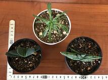 多肉植物 ３点セットガステリア　子宝 ユーフォルビアsp サンスベリア ボンセレンシス スーパードワーフ　_画像2