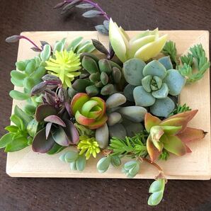 多肉植物^o^ a盛り盛りカット苗セット