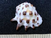 黄歯岩螺（Drupa ricina ricina）・3g未満（貝殻標本・27）_画像1
