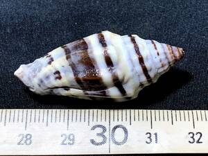 黑帶蛹筆螺（Vexillum rugosum）・7g（貝殻標本・51）