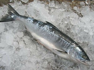 海産問屋 カネニの「とき鮭　塩糀漬け　３切れ」