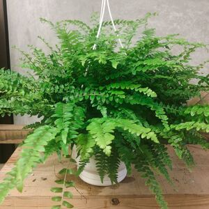 観葉植物 シダ ネフロレピス ボストンファーン