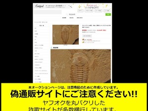 【注意喚起】ヤフオクそっくり偽通販サイトにご注意ください【注意喚起】　トリケラの歯×10個 #73060