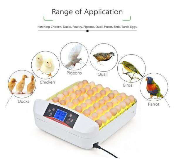 鳥のLED孵卵器 鳥 ペット PSE認証 ふ卵器 孵化器 業務用 インキュベータ