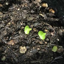 リトープス 種子50粒 多肉植物 メセン コノフィツム 女仙 サボテン 観葉植物 送料無料_画像3