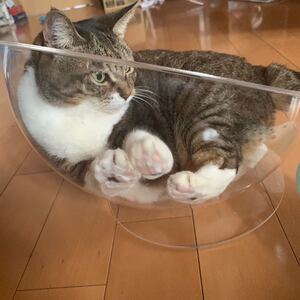 猫のおもちゃ 猫じゃらし クリアボウルベッド にくきゅう見放題 透明ボウル