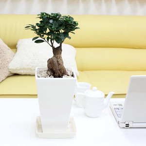  decorative plant ........ is said ...... see .. tree!gaju maru * white square plastic pot 7 number +. plate attaching free shipping 