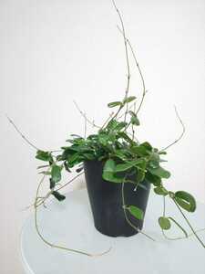 【希少種】ロツンディフォリア　ホヤ　Hoya rotundiflora　カルノーサ　サクララン　リップカラー　レツーサ　コンパクタ　観葉植物　レア 