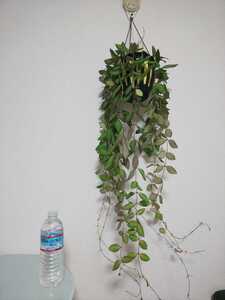 【希少種】ザンバレス ホヤ Hoya zambales カルノーサ サクララン リップカラー 観葉植物 レア ハンギング マチルダ メモリア