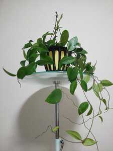 【希少種】パーフェクトグリーン ホヤ Hoya ParfectGreen ハンギング サクララン リップカラー カルノーサ グリーン 観葉植物 レア