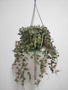【希少種】カーティシー ホヤ Hoya Curtisii カルノーサ リップカラー サクララン リネアリス 観葉植物 迷彩柄 斑入り レア