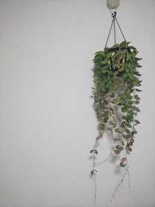 【希少種】ザンバレス ホヤ Hoya zambales カルノーサ サクララン リップカラー 観葉植物 レア クミンギアナ チャイナビーンズ