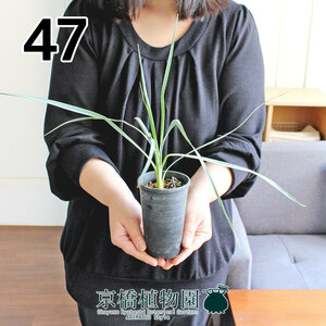 【現品】ユッカ・ロストラータ 3号（47）Yucca Rostrata