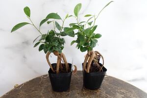 ガジュマル 2苗セット 観葉植物 室内 おしゃれ 精霊の宿る木