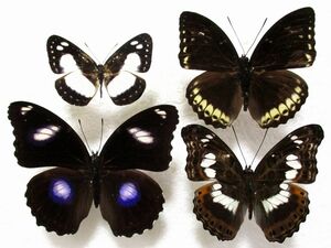 蝶標本　アジアのタテハチョウ （４種セット）#1