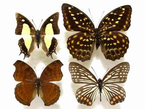 蝶標本　アジアのタテハチョウ （４種セット）#2