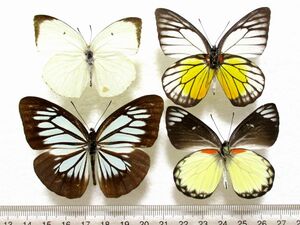 蝶標本　アジアのシロチョウ （４種セット）