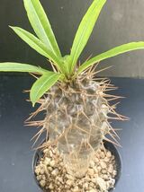 フィフェレネンセ　パキポディウム Pachypodium lamerei var. fiherenens 多肉植物 サボテン　281_画像4