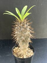 フィフェレネンセ　パキポディウム Pachypodium lamerei var. fiherenens 多肉植物 サボテン　281_画像3