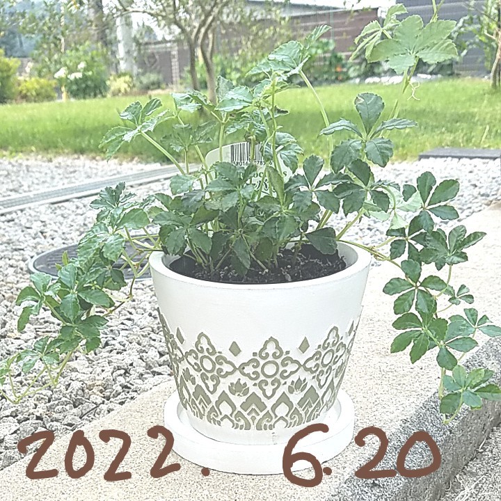 miii様専用 ☆新モデル☆Botanic Cube☆水耕栽培キット 鉢 ...