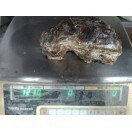 大分県姫島産超特大岩牡蠣3kg
